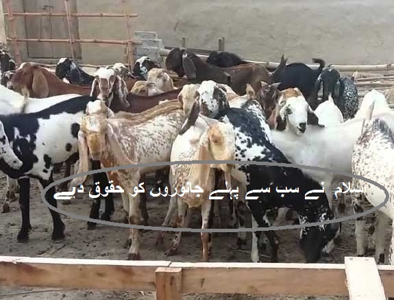 اسلام  نے سب سے پہلے جانوروں کو حقوق دیے