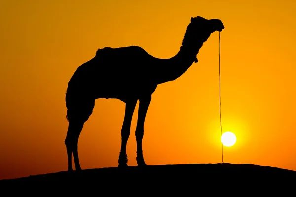 جب حق ظاہر ہو جائے تو عذر باقی نہیں رہتا: قومِ صالح سے حاصل ہونے والا سبق