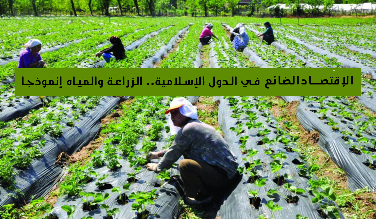 الاقتصاد الضائع في الدول الإسلامية.. الزراعة والمياه إنموذجا